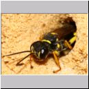 Mellinus arvensis - Kotwespe w50 im Nest - Sandgrube Niedringhaussee.jpg